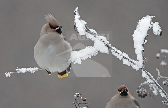Bohemian Waxwing sitting on snow covered branch; Pestvogel bessen zittend op besneeuwde tak stock-image by Agami/Jari Peltomäki,