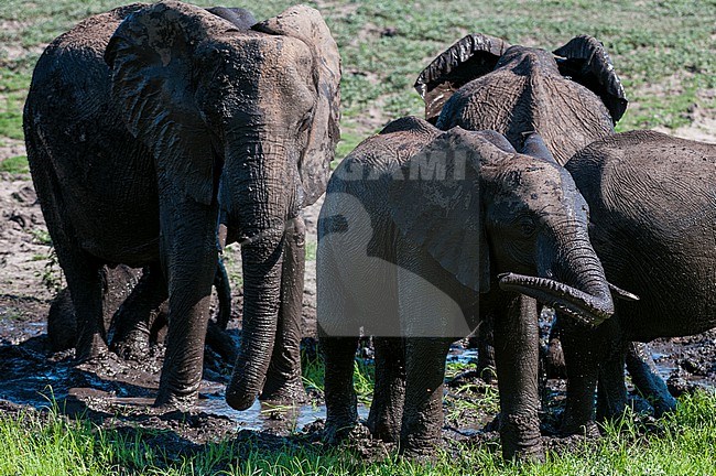 African elephants, Loxodonta africana, mud bathing on the banks of the Chobe River. Chobe River, Chobe National Park, Botswana. stock-image by Agami/Sergio Pitamitz,