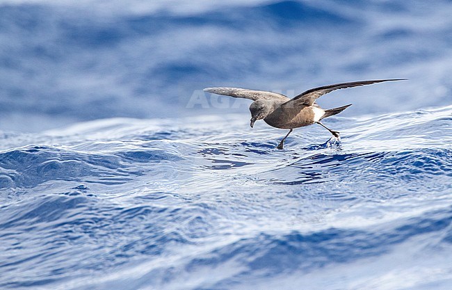 Madeiran Storm Petrel (Oceanodroma castro granti), also known as Band-rumped and Grant's Storm Petrel, flying over the ocean off Madeira in the Atlantic ocean. stock-image by Agami/Marc Guyt,