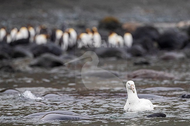 White phase Southern Giant Petrel (Macronectes giganteus) swimming off the beach at Macquarie Island, subantarctic New Zealand. Also known as Stinker or Stinkpot. stock-image by Agami/Marc Guyt,