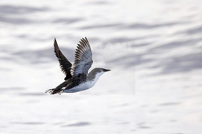 Guadalupe murrelet (Synthliboramphus hypoleucus) in flight off Guadalupe, Mexico. Endangered seabird. stock-image by Agami/Yann Muzika,