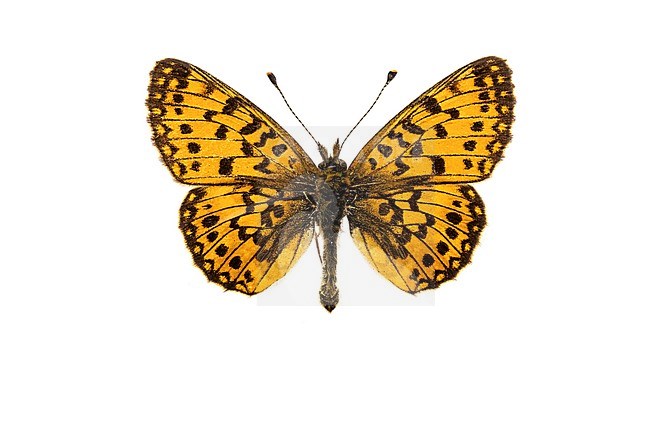 Small Pearl Bordered Fritillary; Zilveren maan; Boloria selene stock-image by Agami/Wil Leurs,