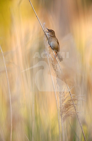 Snor; Savi's Warbler; Locustella luscinioides stock-image by Agami/Chris van Rijswijk,