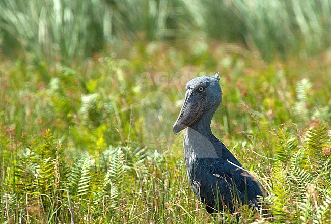 Adult Shoebill (Balaeniceps rex) standing in tall vegetation of Lake Mabamba in Uganda stock-image by Agami/Roy de Haas,