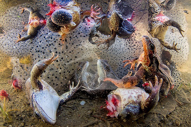 Common frogs (Rana temporaria) and toads left to die in a pool of bloody water and frogspawn.
Frogs’ legs are a delicacy and it is estimated that over one billion wild and farmed frogs are killed every year to meet the demand.
Highly Commended in the Wildlife photographer of the year. Won first prize at the World Press Photo Awards (category Nature). stock-image by Agami/Bence Mate,