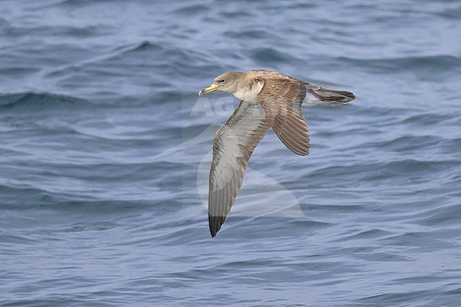 Cory's shearwater (Calonectris borealis) flying, wit the sea as background. stock-image by Agami/Sylvain Reyt,