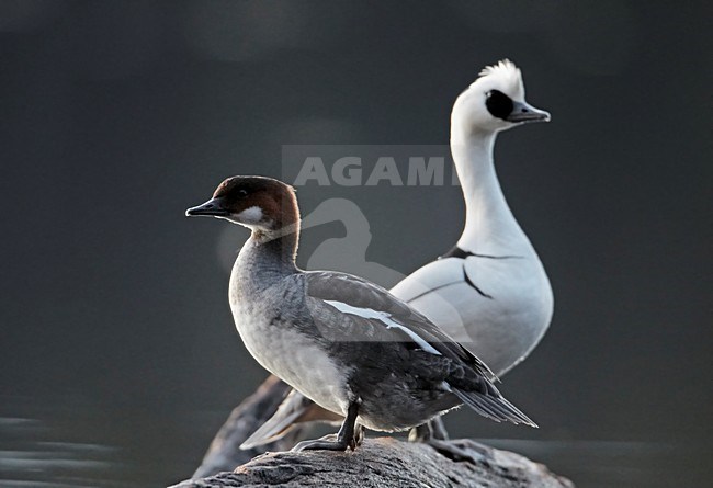 Paartje Nonnetjes; Pair of Smew stock-image by Agami/Markus Varesvuo,