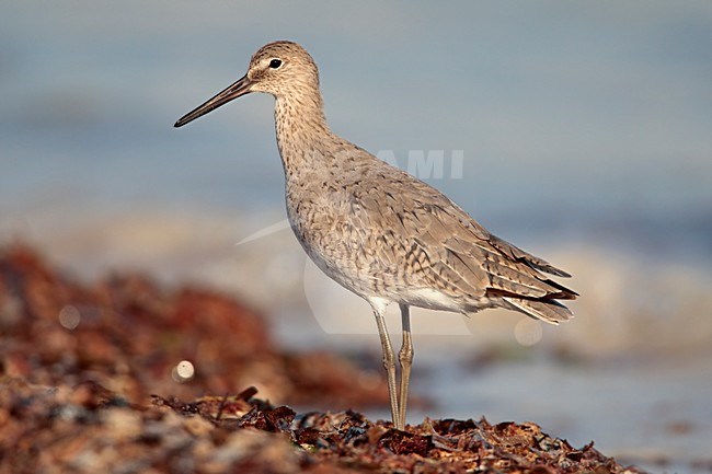 Willet langs de kust, Willet along the coast stock-image by Agami/Wil Leurs,