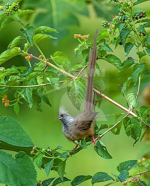 Red-backed Mousebird (Colius castanotus) sitting on a branch in Uganda stock-image by Agami/Roy de Haas,