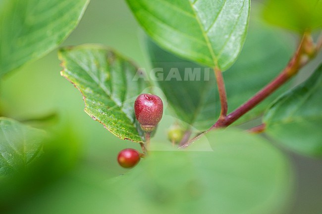 Alder Buckthorn, Frangula alnus stock-image by Agami/Wil Leurs,