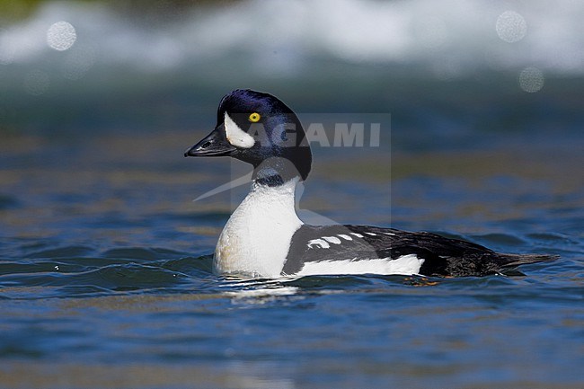 Barrow's Goldeneye (Bucephala islandica), side view of an adult male swimming in the water, Northeastern Region, Iceland stock-image by Agami/Saverio Gatto,
