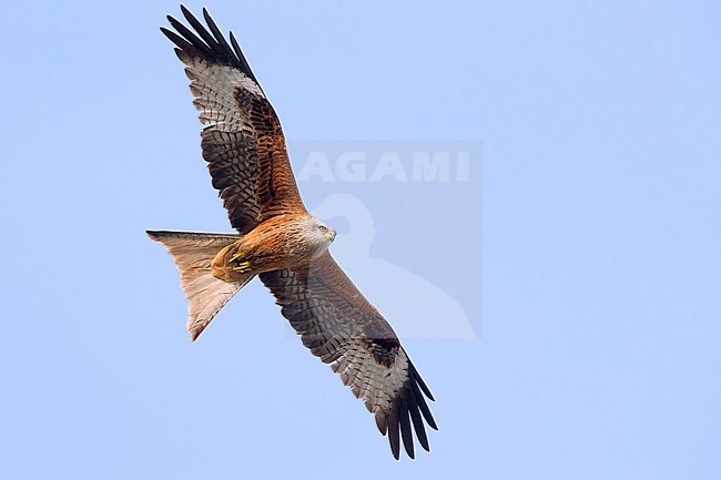 Red Kite (Milvus milvus), adult in flight, Basilicata, Italy stock-image by Agami/Saverio Gatto,