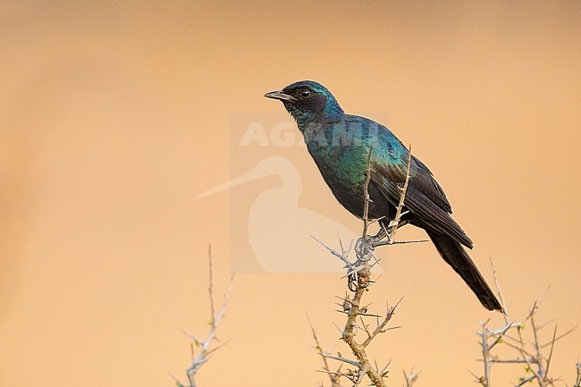 Burchell's Starling (Lamprotornis australis), side view of an adult perched on a branch, Mpumalanga, South Africa stock-image by Agami/Saverio Gatto,