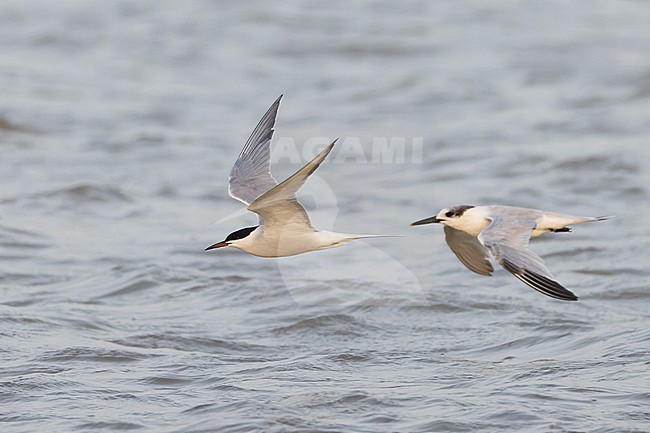 Two Common Terns (Sterna hirundo) in adult summer and adult winter plumage, in flight. stock-image by Agami/David Monticelli,