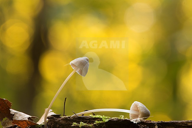 stock-image by Agami/Rob de Jong,