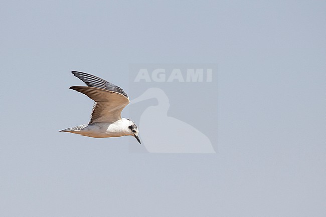 immature white-winged tern or white-winged black tern (Chlidonias leucopterus) in winter plumage in flight, found at Lake Bishangari in Ethiopia stock-image by Agami/Mathias Putze,
