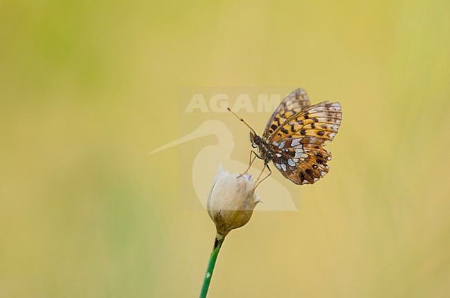 Paarse parelmoervlinder, Violet Fritillary stock-image by Agami/Rob de Jong,
