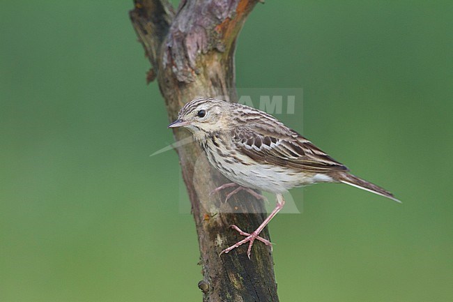 Tree Pipit - Baumpieper - Anthus trivialis ssp. trivialis, Germany stock-image by Agami/Ralph Martin,