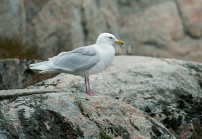Iceland Gull (Larus glaucoides) adult breeding stock-image by Agami/Dick Forsman,