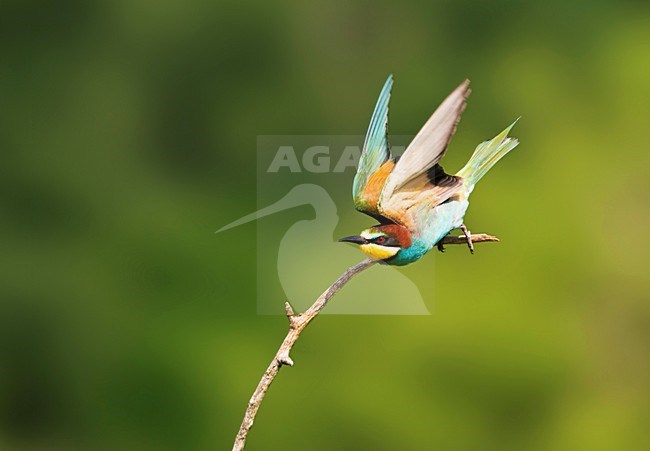 Bijeneter in vlucht; European Bee-eater in flight stock-image by Agami/Marc Guyt,
