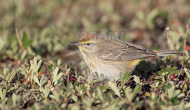 Palm Warbler, Setophaga palmarum, in North America. On the ground during spring migration. stock-image by Agami/Ian Davies,