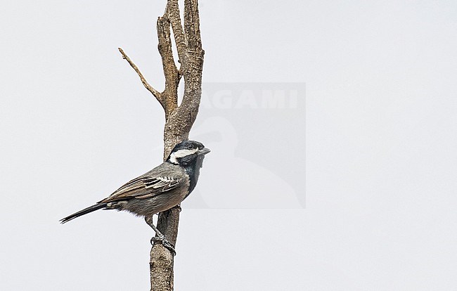 Ashy Tit (Melaniparus cinerascens) in South Africa. stock-image by Agami/Pete Morris,