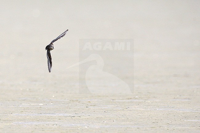 Broad-billed Sandpiper (Limicola falcinellus) in flight during autumn over sandy beach at Skanör, Sweden. stock-image by Agami/Helge Sorensen,