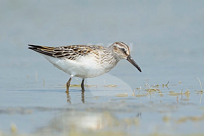 Juvenile Eastern Broad-billed Sandpiper (Calidris falcinellus sibirica) wading in shallow water in Mongolia during autumn migration. stock-image by Agami/Mathias Putze,