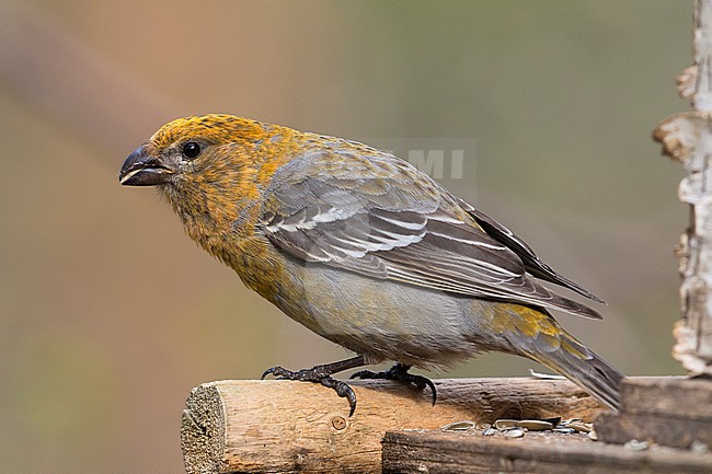 Pine Grosbeak (Pinicola enucleator), feeding at birdfeeder, Kaamanen, Lappland, Finland stock-image by Agami/Saverio Gatto,