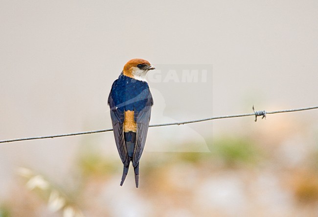 Kaapse Zwaluw in zit; Greater Striped Swallow perched stock-image by Agami/Marc Guyt,