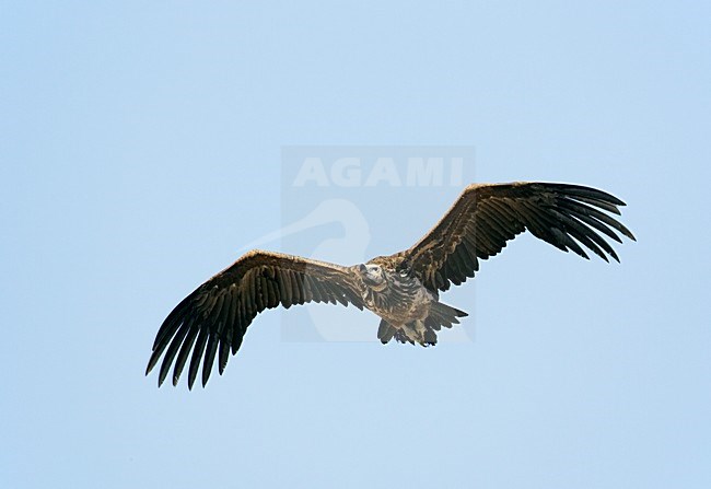 Oorgier in de vlucht; Lappet-faced Vulture in flight stock-image by Agami/Markus Varesvuo,