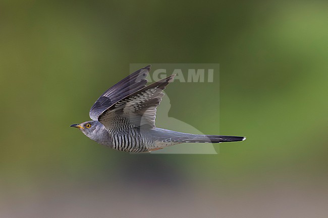 Common Cuckoo (Cuculus canorus) in Italy. stock-image by Agami/Daniele Occhiato,