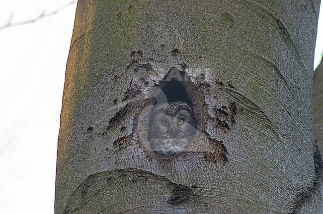 Tengmalm's Owl (Aegolius funereus) looking out from a nest hole in a tree in Belgium. stock-image by Agami/Marc Guyt,