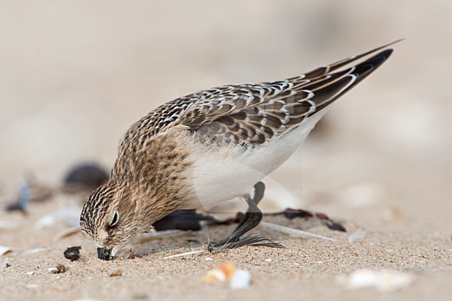 Bairds Strandloper, Bairds Sandpiper, Calidris bairdii stock-image by Agami/Marc Guyt,