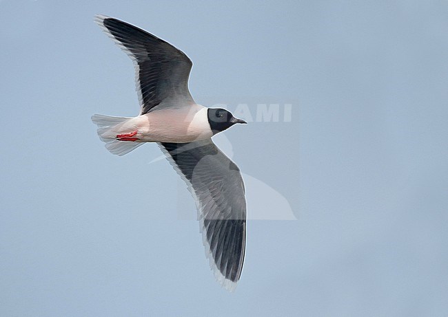 Little Gull (Larus minutus), adult in flight with pink breast, seen from the side, showing underwings. stock-image by Agami/Fred Visscher,