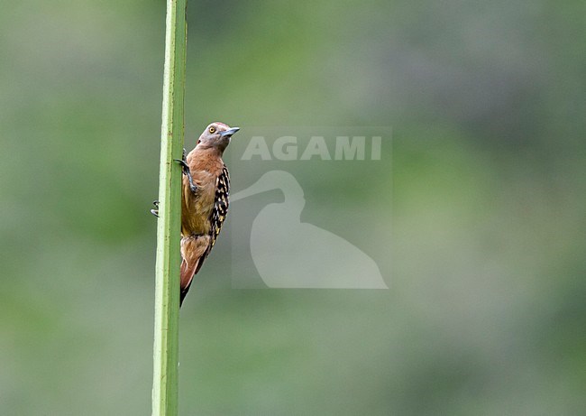 Hispaniolaspecht, Hispaniolan Woodpecker stock-image by Agami/Roy de Haas,