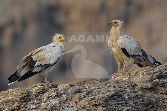 Volwassen Aasgieren op rots; Adult Egyptian Vultures on rock stock-image by Agami/Daniele Occhiato,