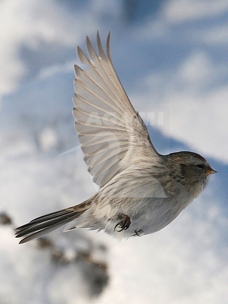 Side view of an Arctic Redpoll (Acanthis hornemanni) taking off in flight, close up, snowy backgroud. Finland stock-image by Agami/Markku Rantala,