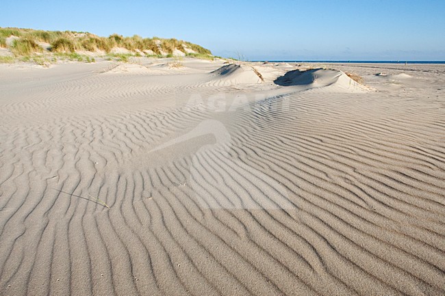Strand en duinen oostpunt, Vlieland (Nederland / Netherlands) stock-image by Agami/Marc Guyt,