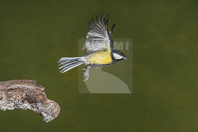 Great Tit flying. Koolmees vliegend stock-image by Agami/Alain Ghignone,