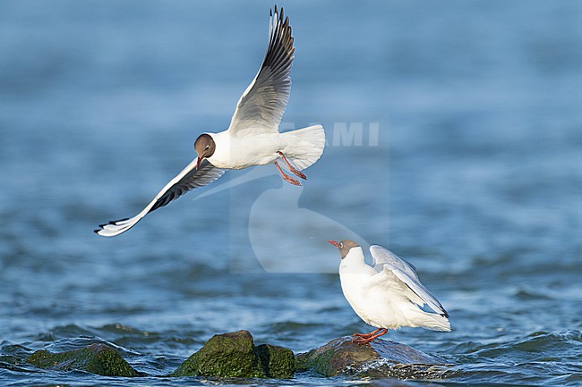 stock-image by Agami/Menno van Duijn,