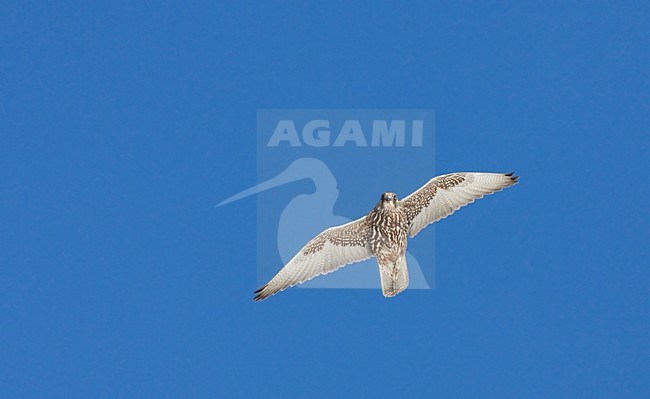 Giervalk onvolwassen vliegend; Gyr Falcon immature flying stock-image by Agami/Markus Varesvuo,