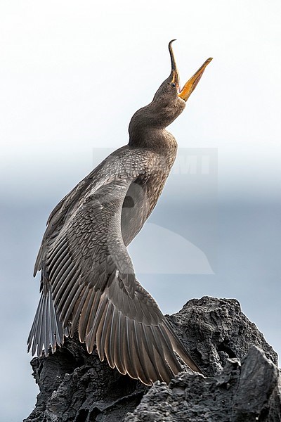First winter Double-crested Cormorant (Phalacrocorax auritus) stretching wing & yawning on a rock in old harbour of Corvo, Azores, Portugal. stock-image by Agami/Vincent Legrand,