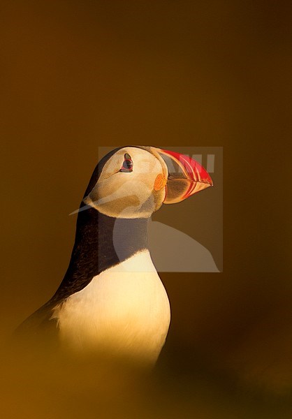 Atlantic Puffin Fratercula arctica in late evening light, Latrabjarg, Iceland stock-image by Agami/Danny Green,