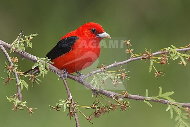 Volwassen mannetje Zwartvleugeltangare, Adult male Scarlet Tanager stock-image by Agami/Brian E Small,