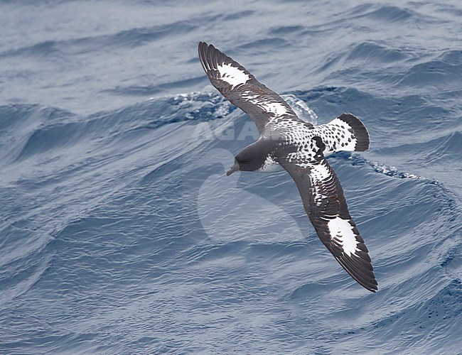Cape Petrel (Daption capense australe) at sea in the Pacific Ocean of subantarctic New Zealand. Also called the Cape or Pintado Petrel. stock-image by Agami/Marc Guyt,