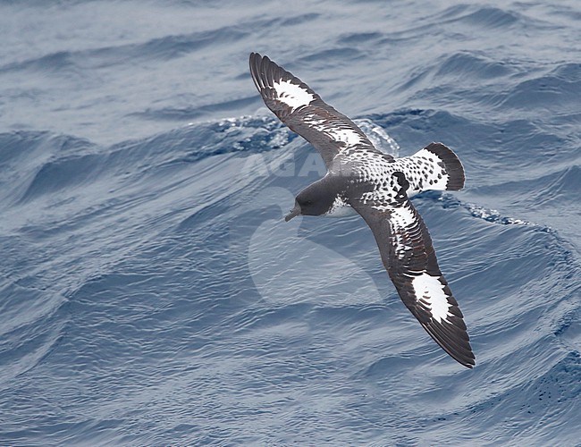 Cape Petrel (Daption capense australe) at sea in the Pacific Ocean of subantarctic New Zealand. Also called the Cape or Pintado Petrel. stock-image by Agami/Marc Guyt,