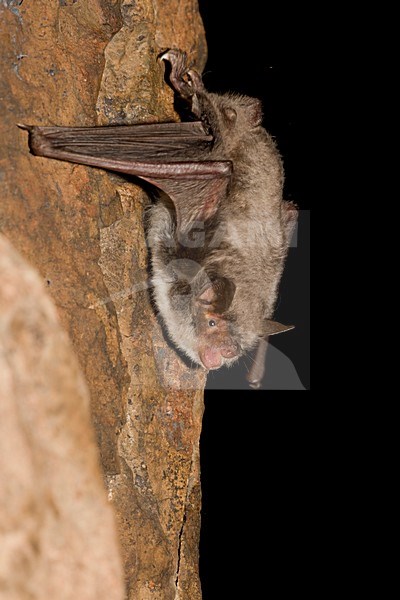 Capaccini's Vleermuis, Long Fingered Bat stock-image by Agami/Theo Douma,