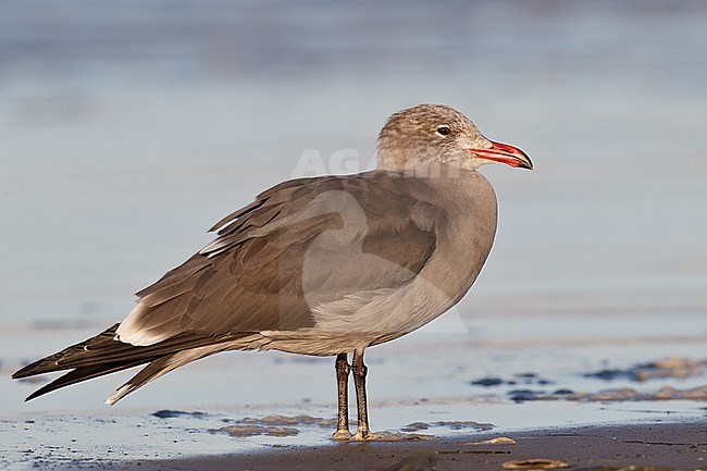Adult non-breeding
San Luis Obispo Co., CA
November 2010 stock-image by Agami/Brian E Small,