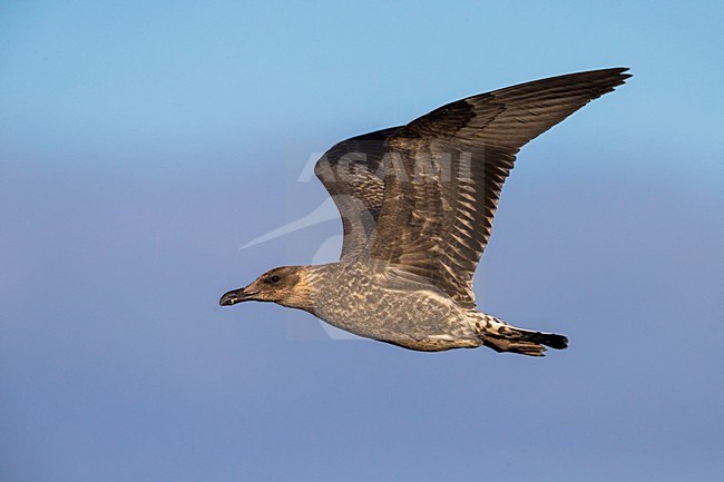 Onvolwassen Azoren Geelpootmeeuw in vlucht, Azorean Yellow-legged Gull immature in flight stock-image by Agami/Daniele Occhiato,